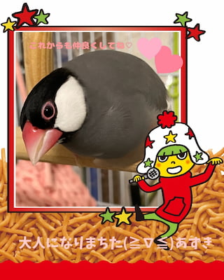 作例