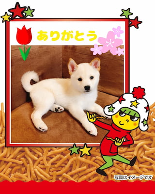 作例