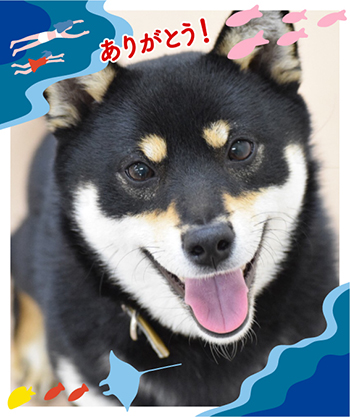 作例