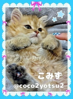 作例