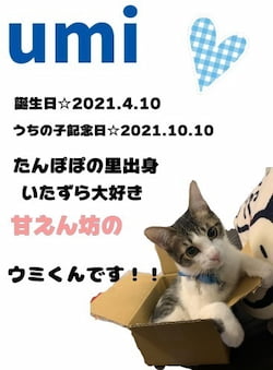 作例