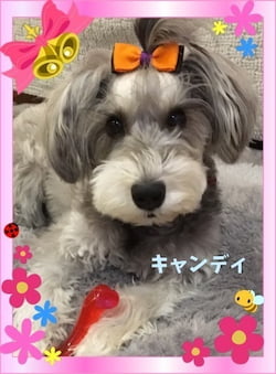 作例