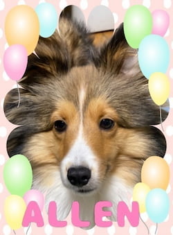 作例