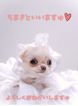 作例