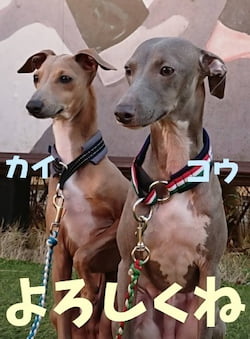 作例