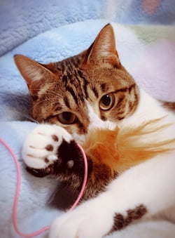作例