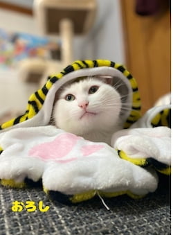 作例