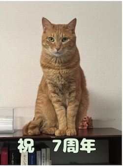 作例