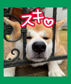 作例