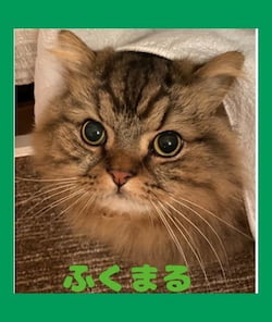 作例