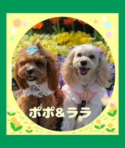作例