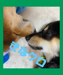 作例