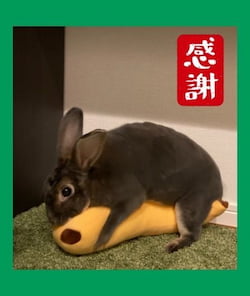 作例