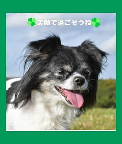 作例