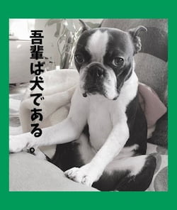 作例