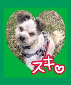 作例
