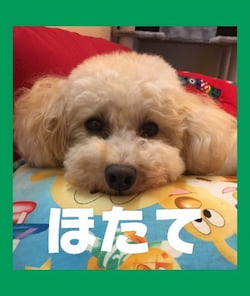 作例