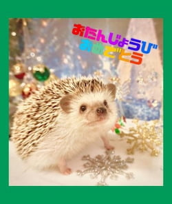 作例