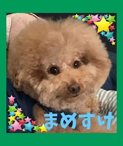 作例
