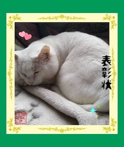 作例