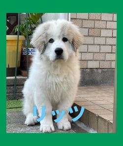 作例