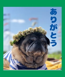 作例