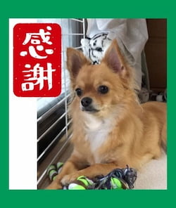 作例