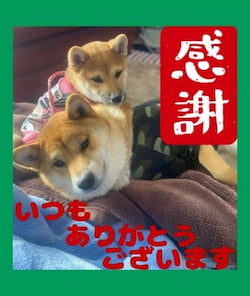 作例