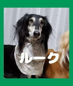 作例