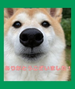 作例