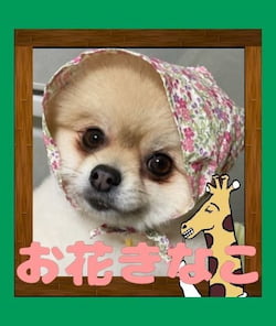 作例