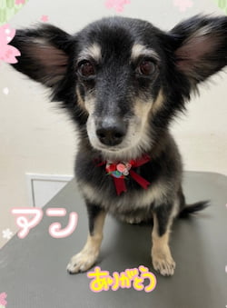 飴のプチギフトにはデコキャン