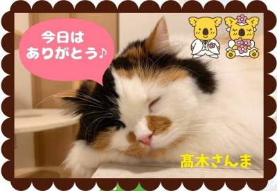 チョコレートのプチギフトにはコアラのマーチDECO
