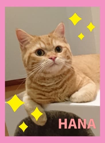 作例