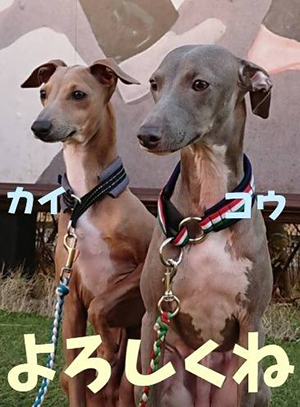 作例