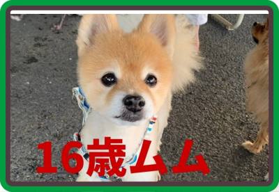 作例